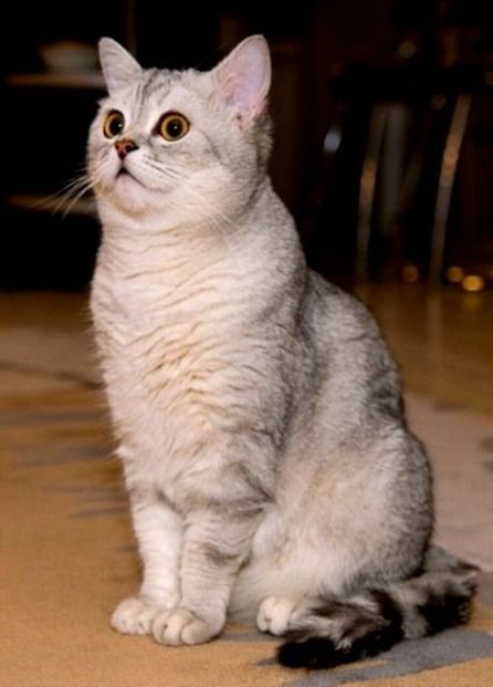 Detail Kucing American British Shorthair Nomer 2