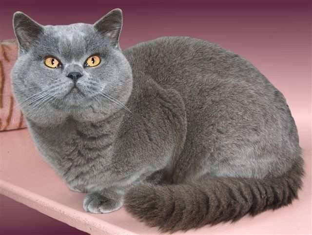 Detail Kucing American British Shorthair Nomer 19