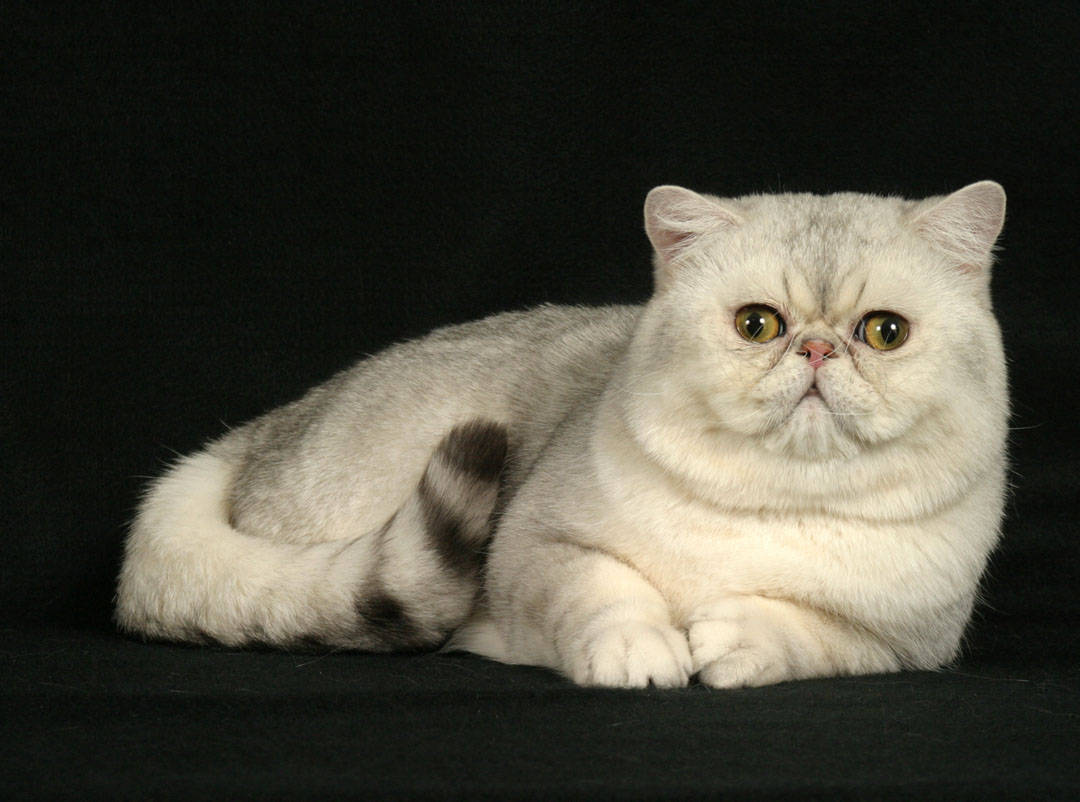 Detail Kucing American British Shorthair Nomer 32