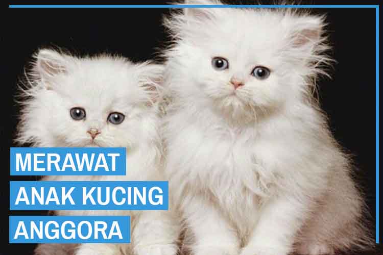 Detail Kucing Anakan Anggora Nomer 55