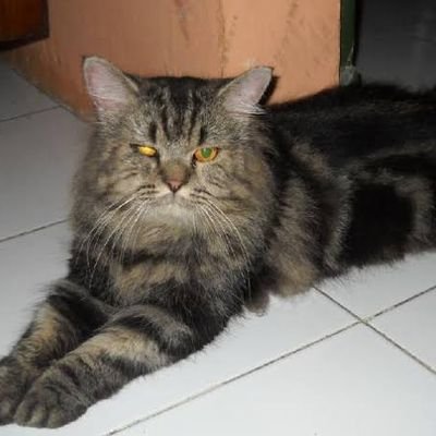 Detail Kucing Anggora Abu Abu Belang Nomer 11