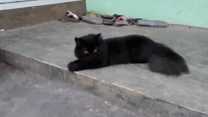 Detail Kucing Anggora Hitam Abu Abu Nomer 21