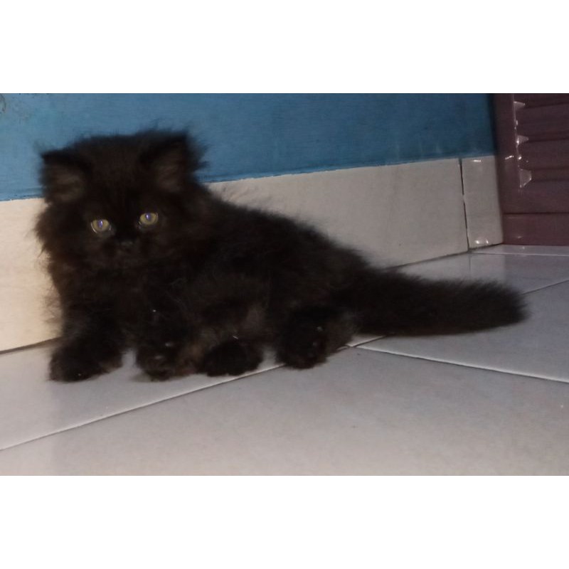 Detail Kucing Anggora Hitam Abu Abu Nomer 32