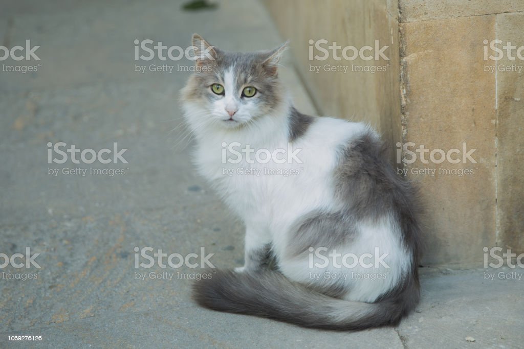 Detail Kucing Anggora Hitam Putih Nomer 41