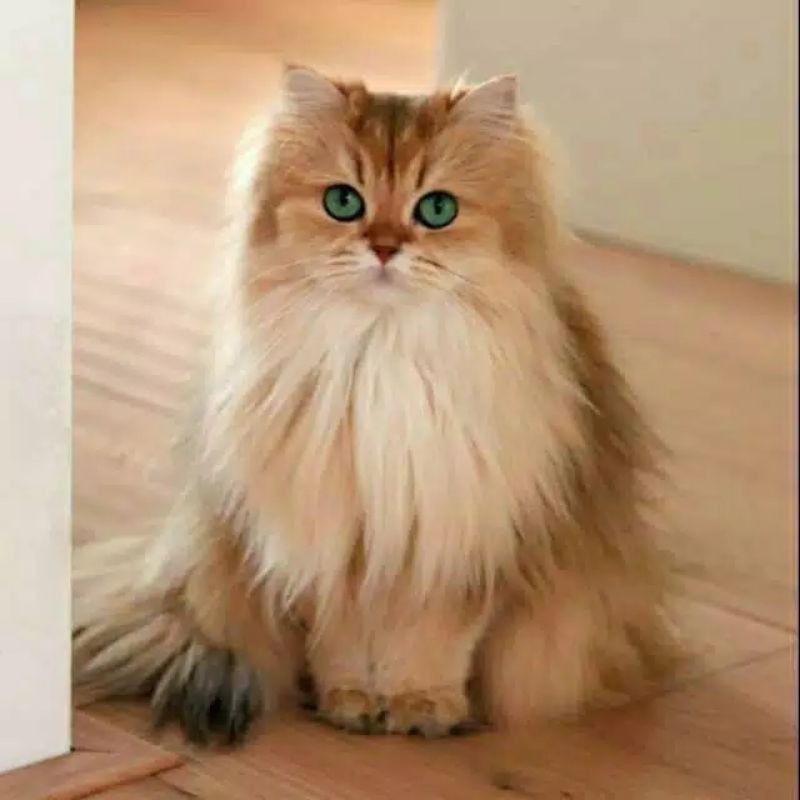 Kucing Anggora Jantan - KibrisPDR