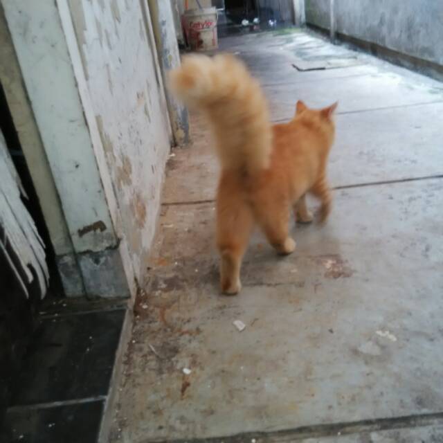 Detail Kucing Anggora Jantan Nomer 2