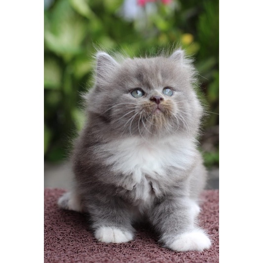 Detail Kucing Anggora Jantan Nomer 11