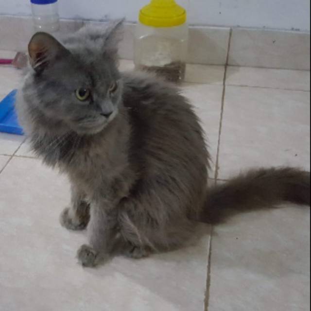 Detail Kucing Anggora Jantan Nomer 13