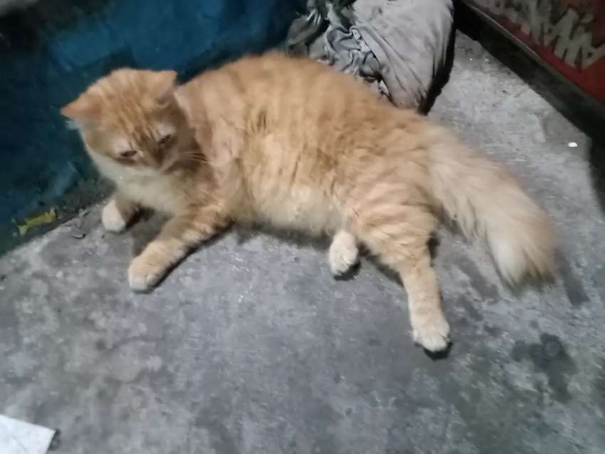 Detail Kucing Anggora Jantan Nomer 16