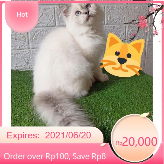 Detail Kucing Anggora Jantan Nomer 17
