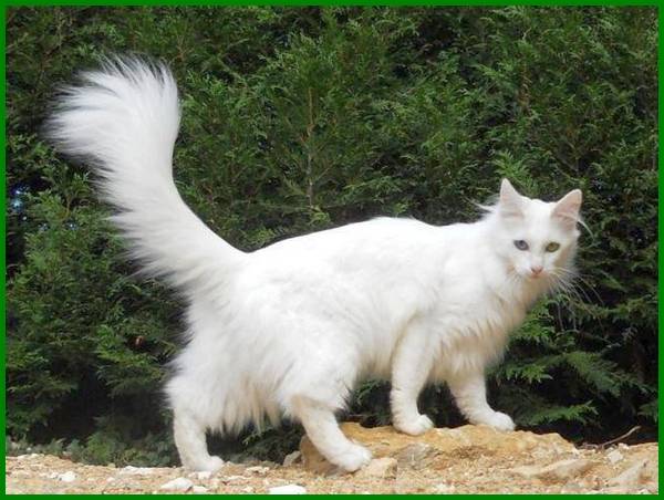 Detail Kucing Anggora Jantan Nomer 19