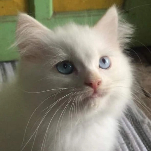 Detail Kucing Anggora Jantan Nomer 20