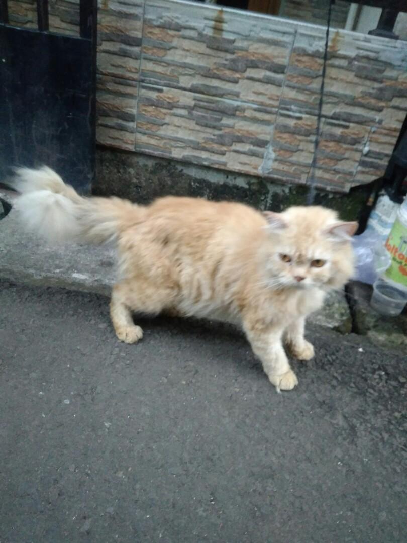 Detail Kucing Anggora Jantan Nomer 22