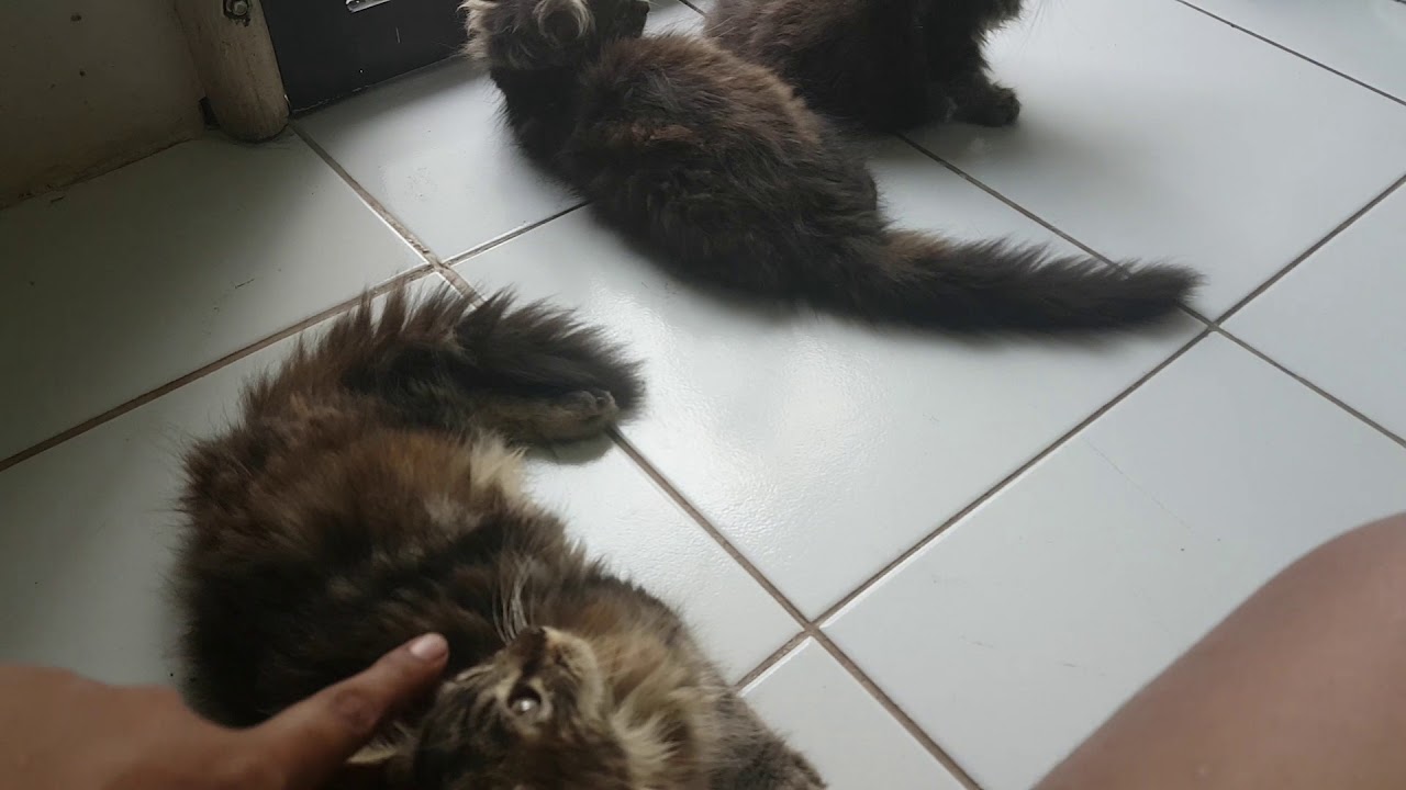 Detail Kucing Anggora Jantan Nomer 26