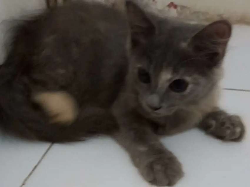 Detail Kucing Anggora Jantan Nomer 27