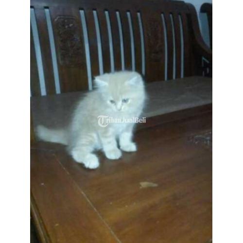 Detail Kucing Anggora Jantan Nomer 28