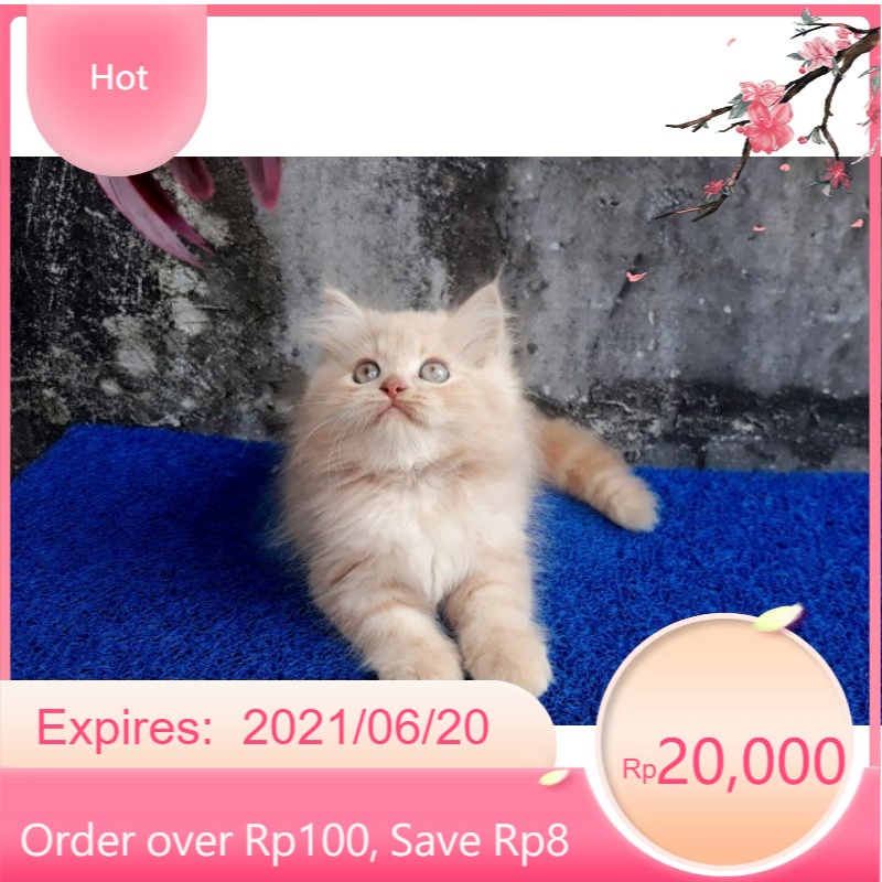Detail Kucing Anggora Jantan Nomer 29