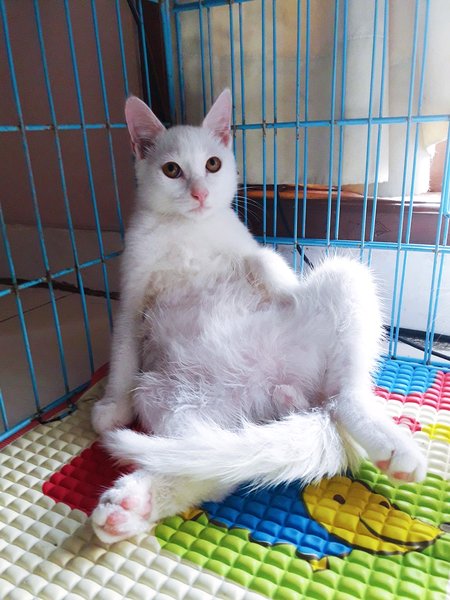 Detail Kucing Anggora Jantan Nomer 4