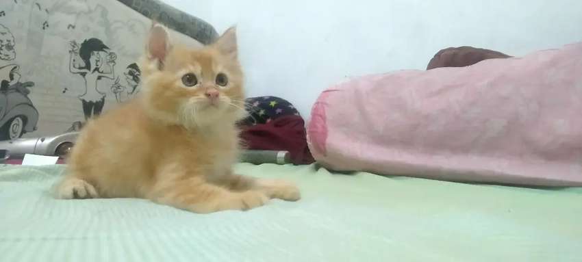 Detail Kucing Anggora Jantan Nomer 30
