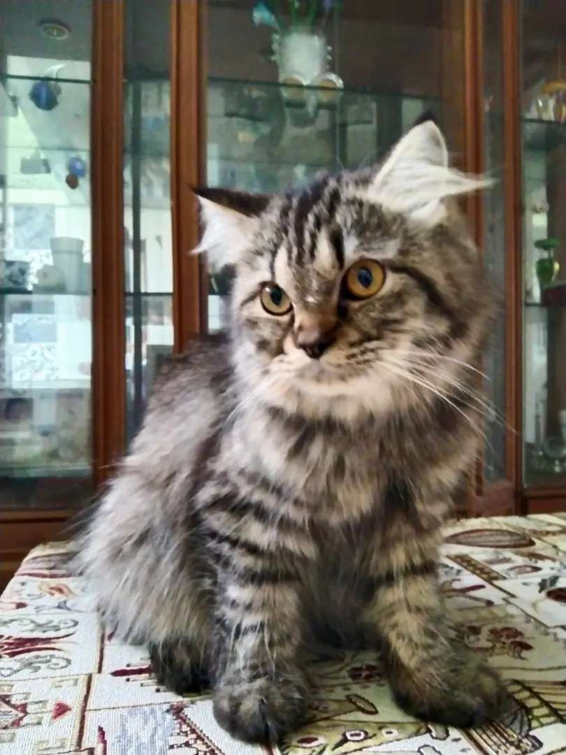 Detail Kucing Anggora Jantan Nomer 32