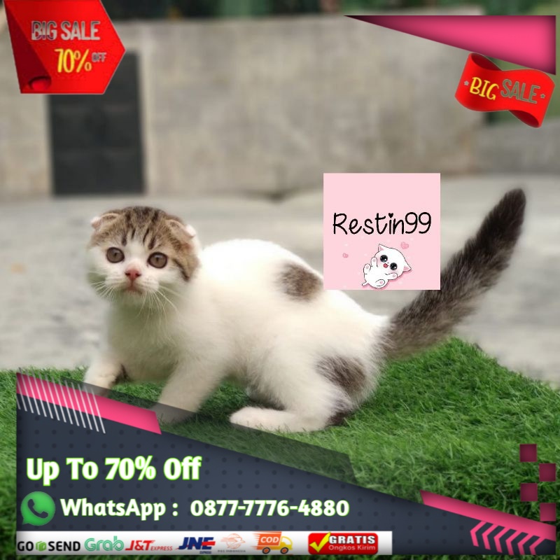 Detail Kucing Anggora Jantan Nomer 34