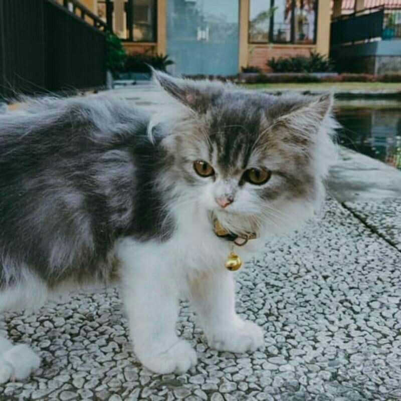 Detail Kucing Anggora Jantan Nomer 35