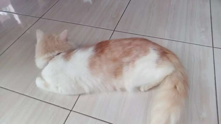 Detail Kucing Anggora Jantan Nomer 39