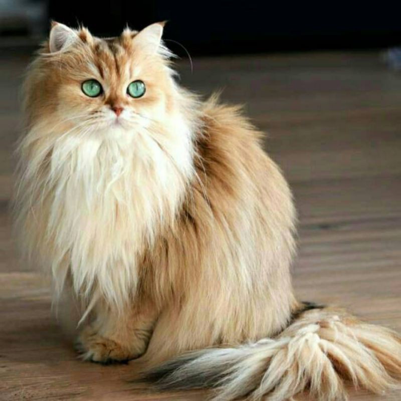 Detail Kucing Anggora Jantan Nomer 5