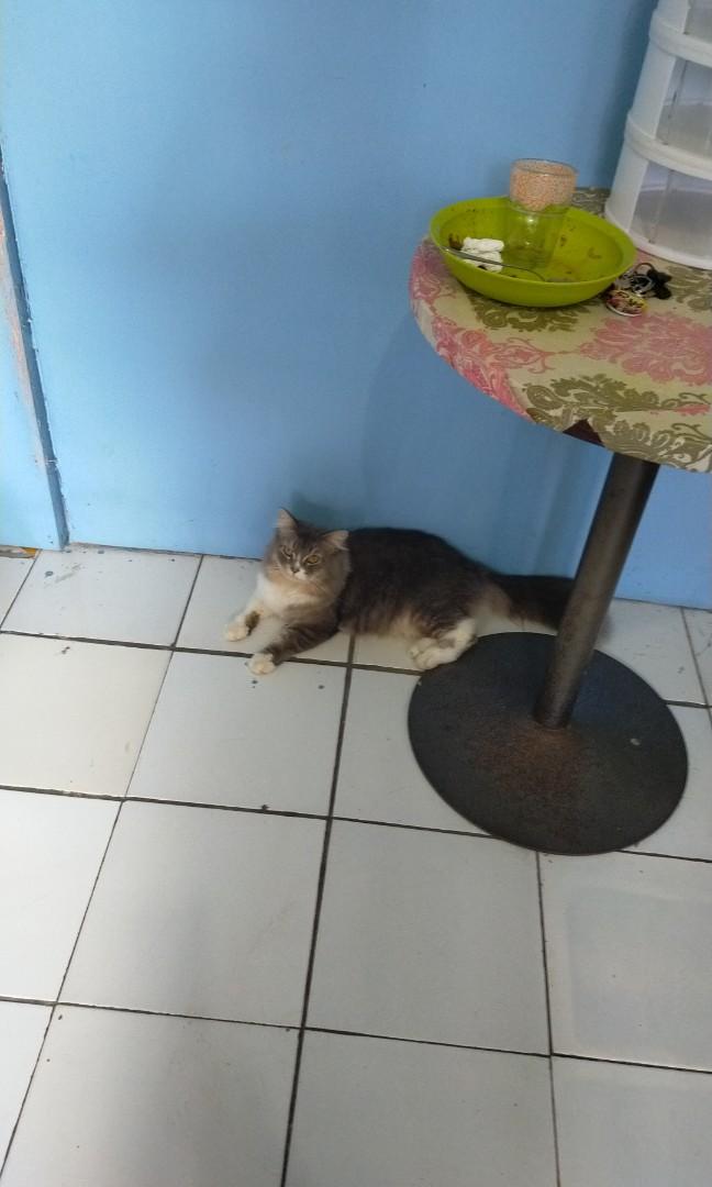 Detail Kucing Anggora Jantan Nomer 40