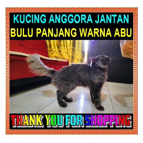 Detail Kucing Anggora Jantan Nomer 42