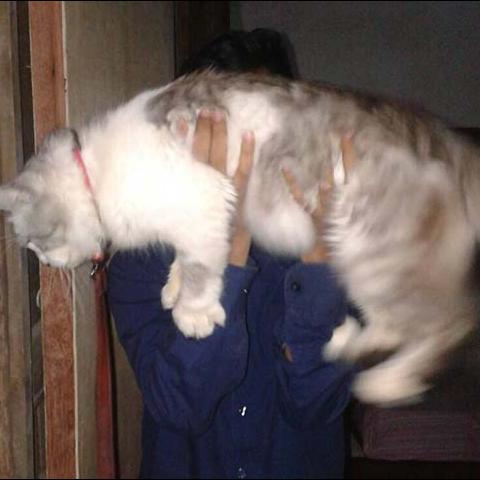 Detail Kucing Anggora Jantan Nomer 43