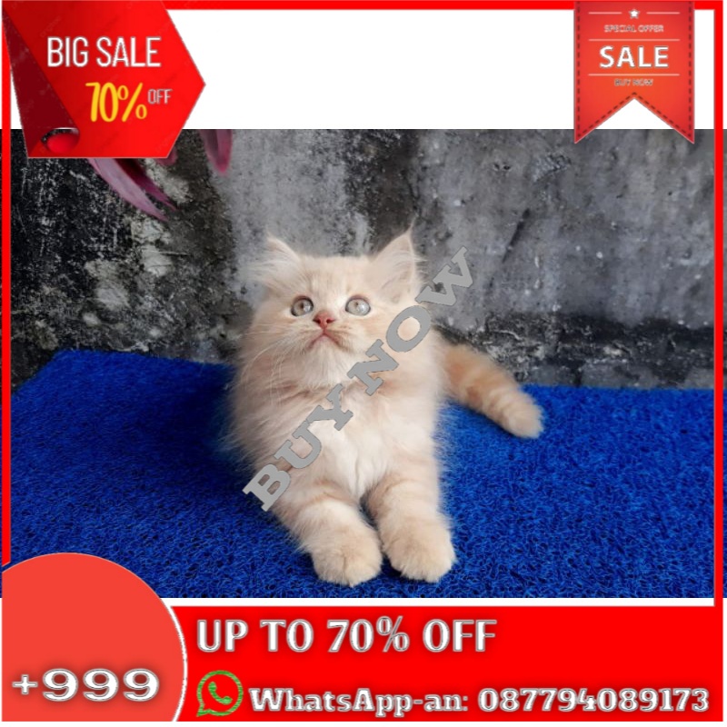 Detail Kucing Anggora Jantan Nomer 45