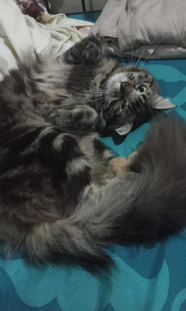 Detail Kucing Anggora Jantan Nomer 46