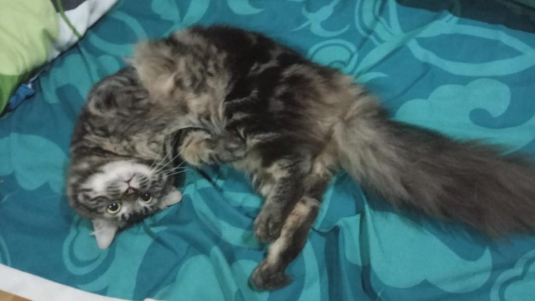 Detail Kucing Anggora Jantan Nomer 47