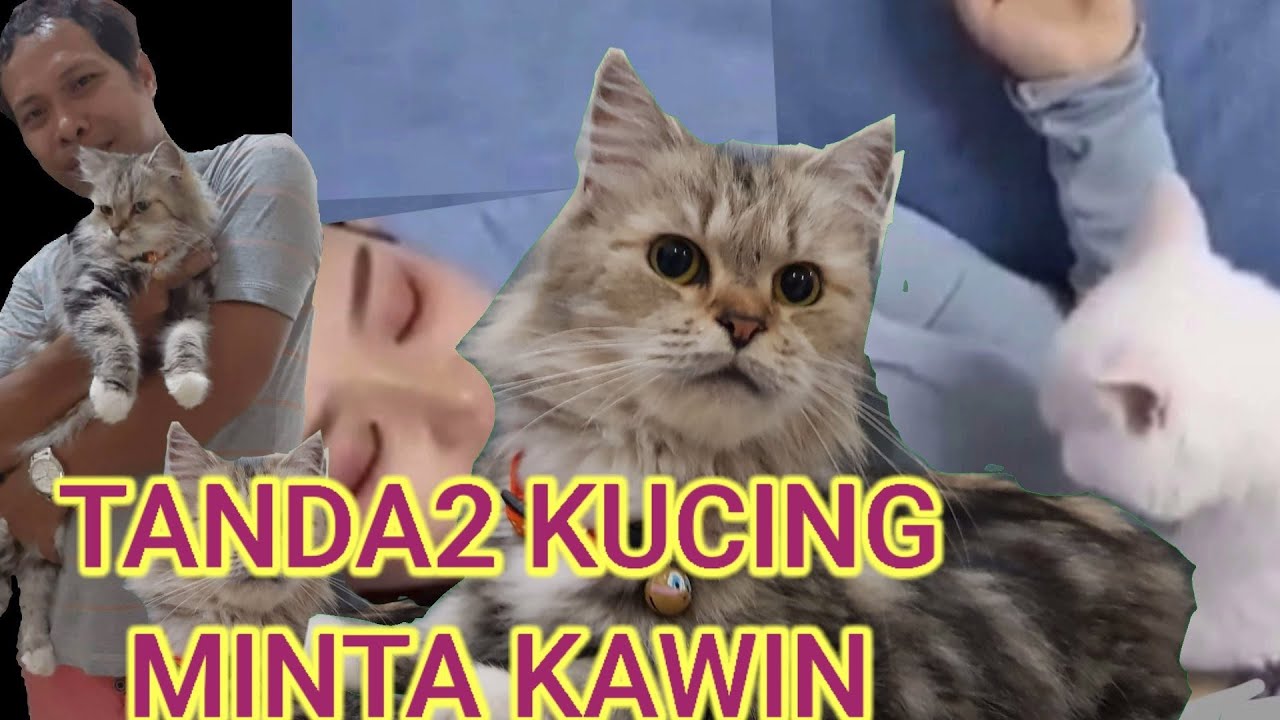 Detail Kucing Anggora Jantan Nomer 49