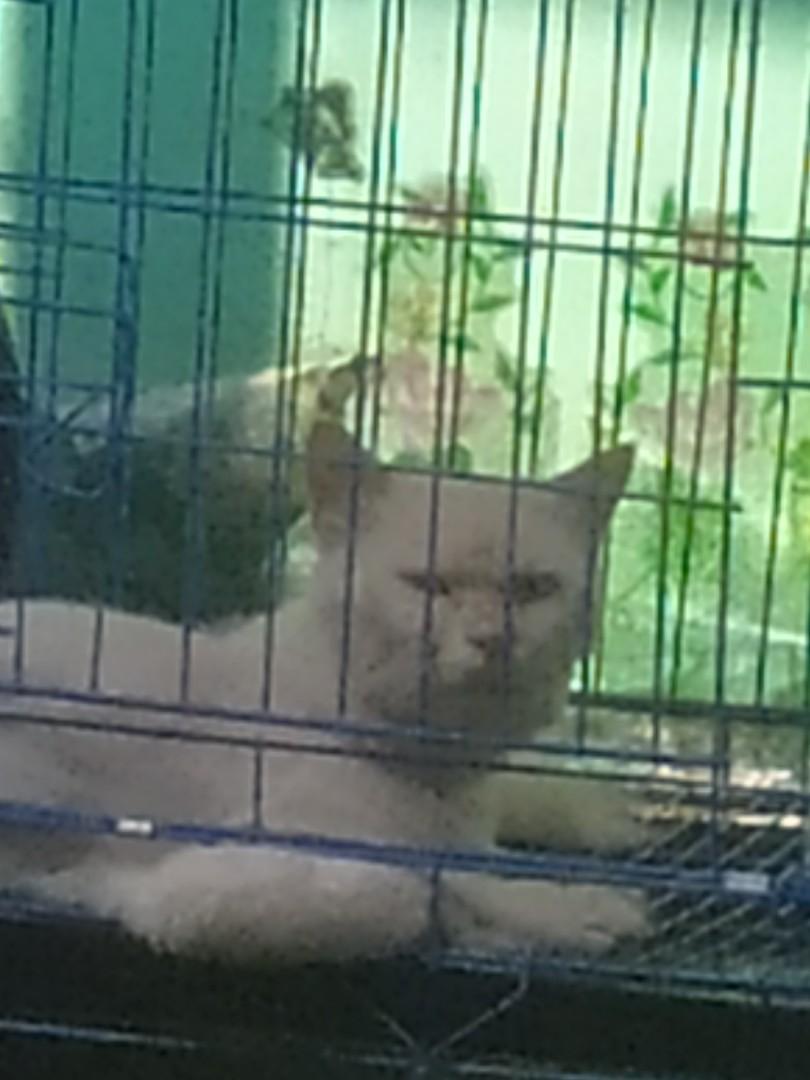 Detail Kucing Anggora Jantan Nomer 50