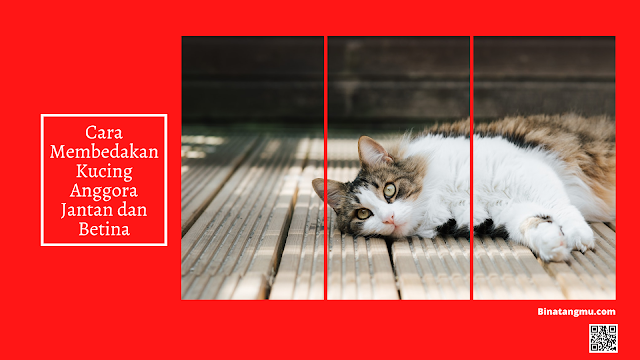 Detail Kucing Anggora Jantan Nomer 51