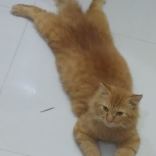 Detail Kucing Anggora Jantan Nomer 52