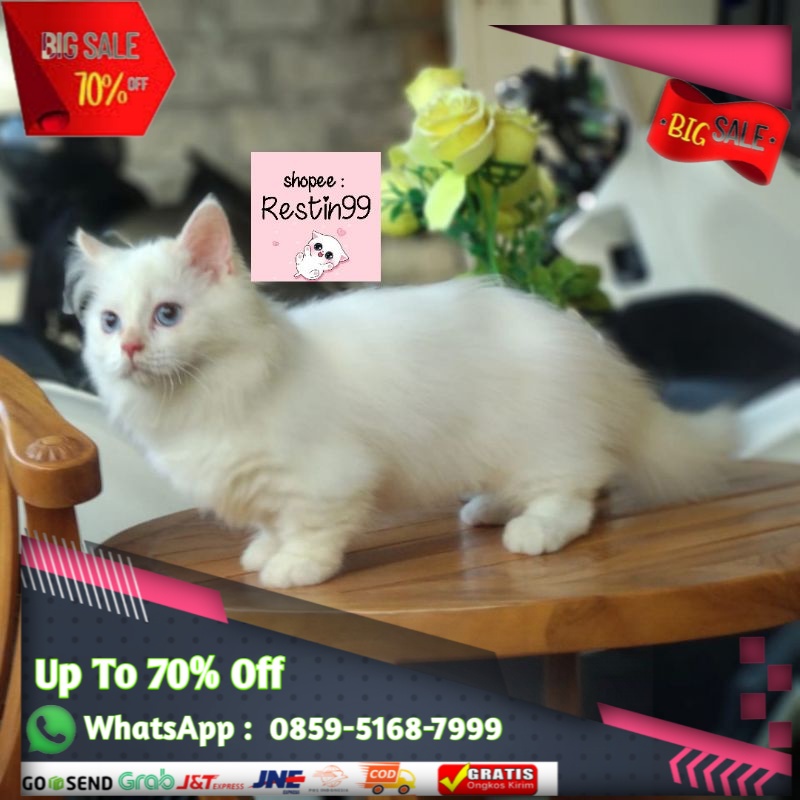 Detail Kucing Anggora Jantan Nomer 53