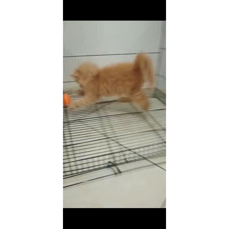 Detail Kucing Anggora Jantan Nomer 54
