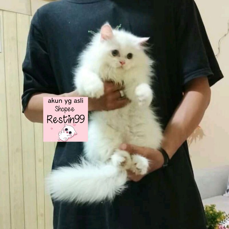 Detail Kucing Anggora Jantan Nomer 55