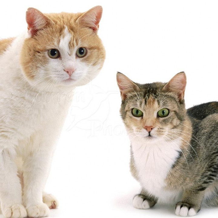 Detail Kucing Anggora Jantan Nomer 56