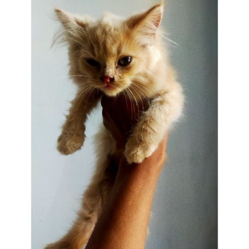 Detail Kucing Anggora Jantan Nomer 57