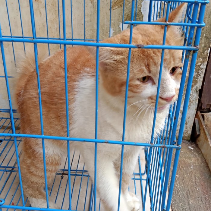 Detail Kucing Anggora Jantan Nomer 58
