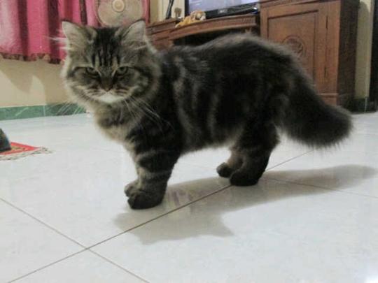 Detail Kucing Anggora Jantan Nomer 7