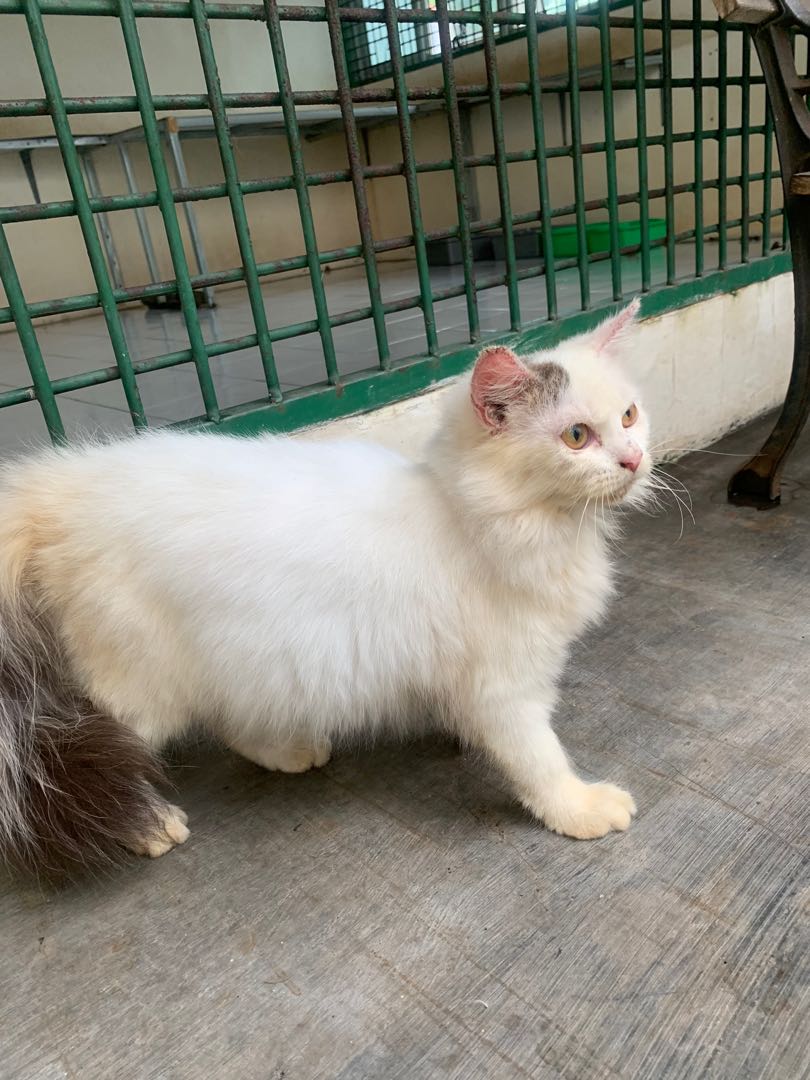 Detail Kucing Anggora Jantan Nomer 8