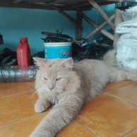 Detail Kucing Anggora Jantan Nomer 9