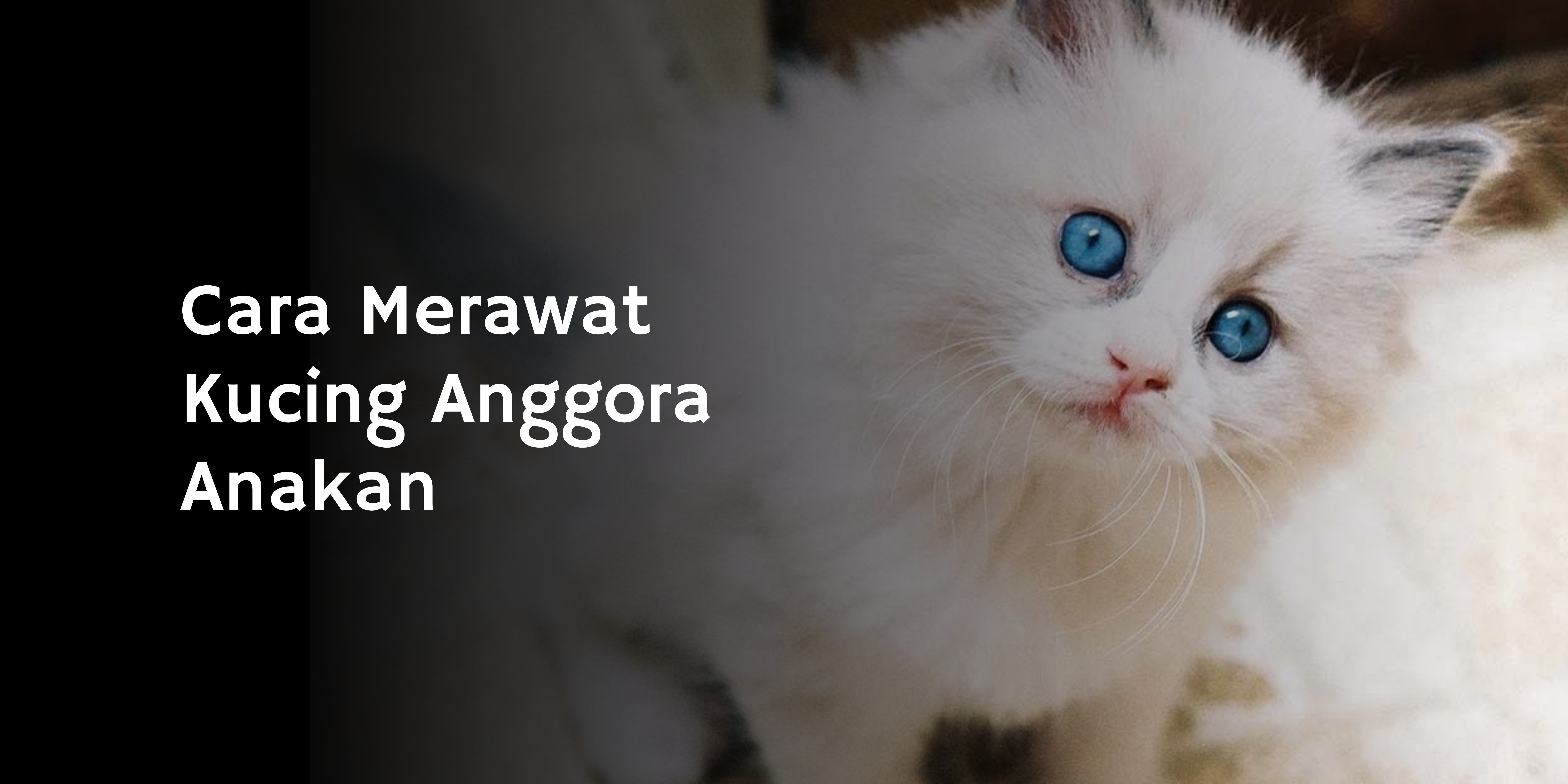 Detail Kucing Anggora Lucu Kecil Nomer 54