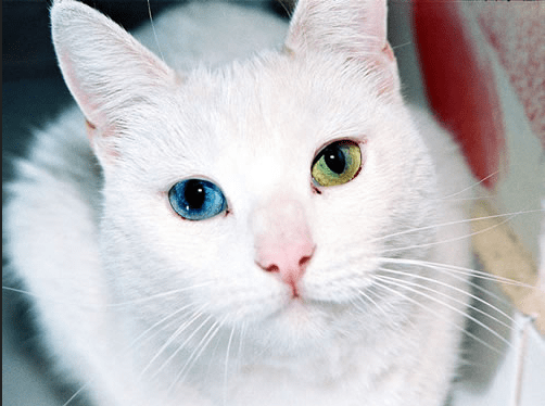 Detail Kucing Anggora Mata Biru Nomer 34