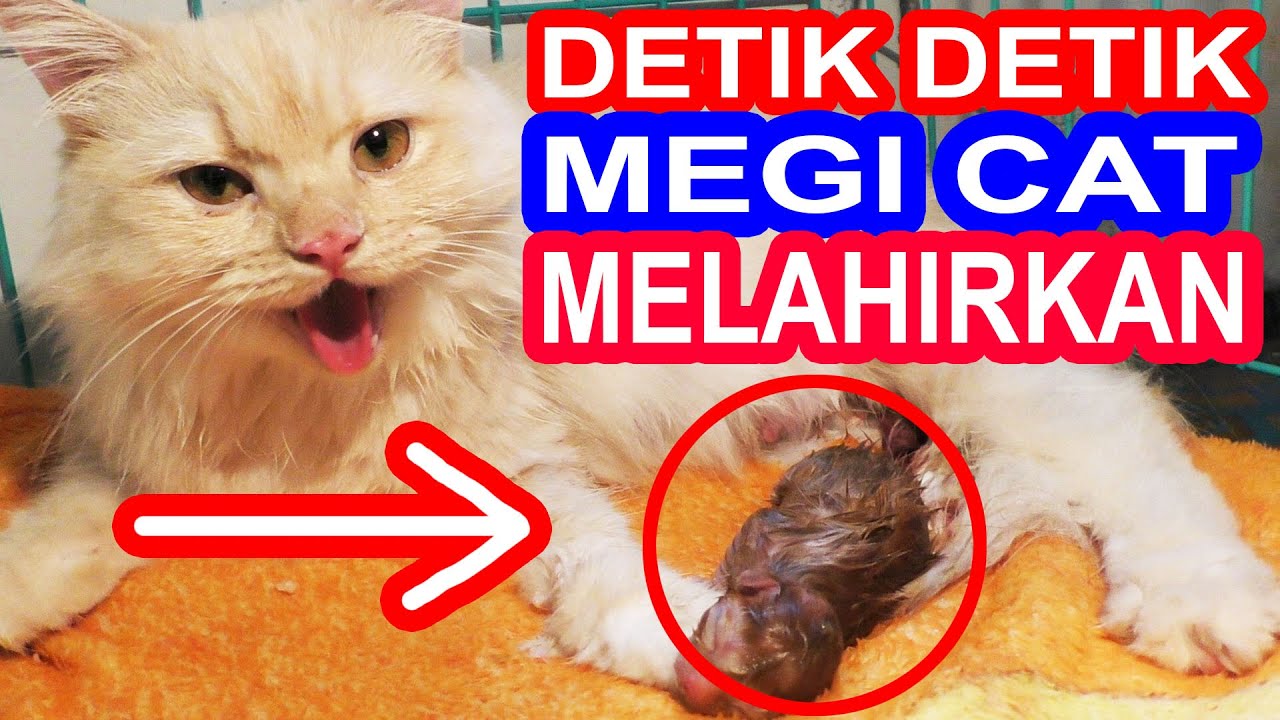 Detail Kucing Anggora Melahirkan Nomer 15